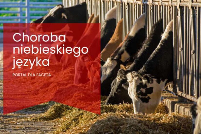 Choroba niebieskiego języka powraca – kolejne przypadki